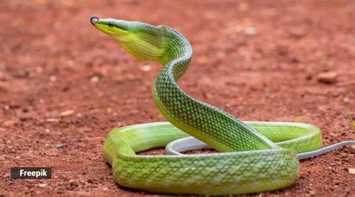 7 common snakes