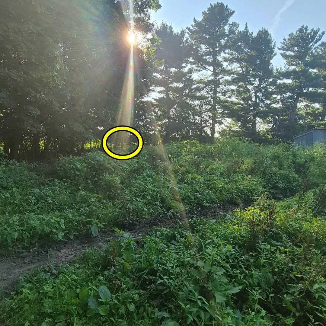Find Horse 3