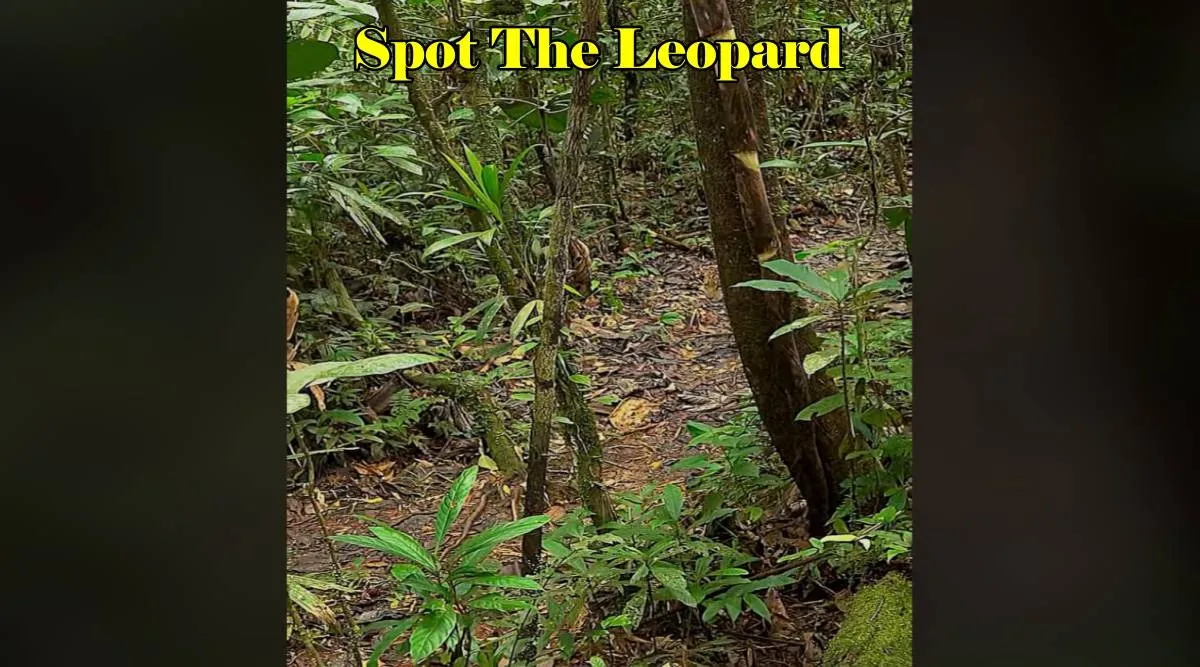 Leopard forest 1