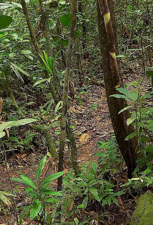 Leopard forest 2