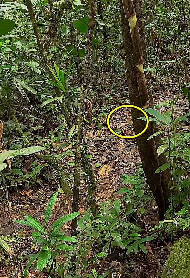 Leopard forest 3