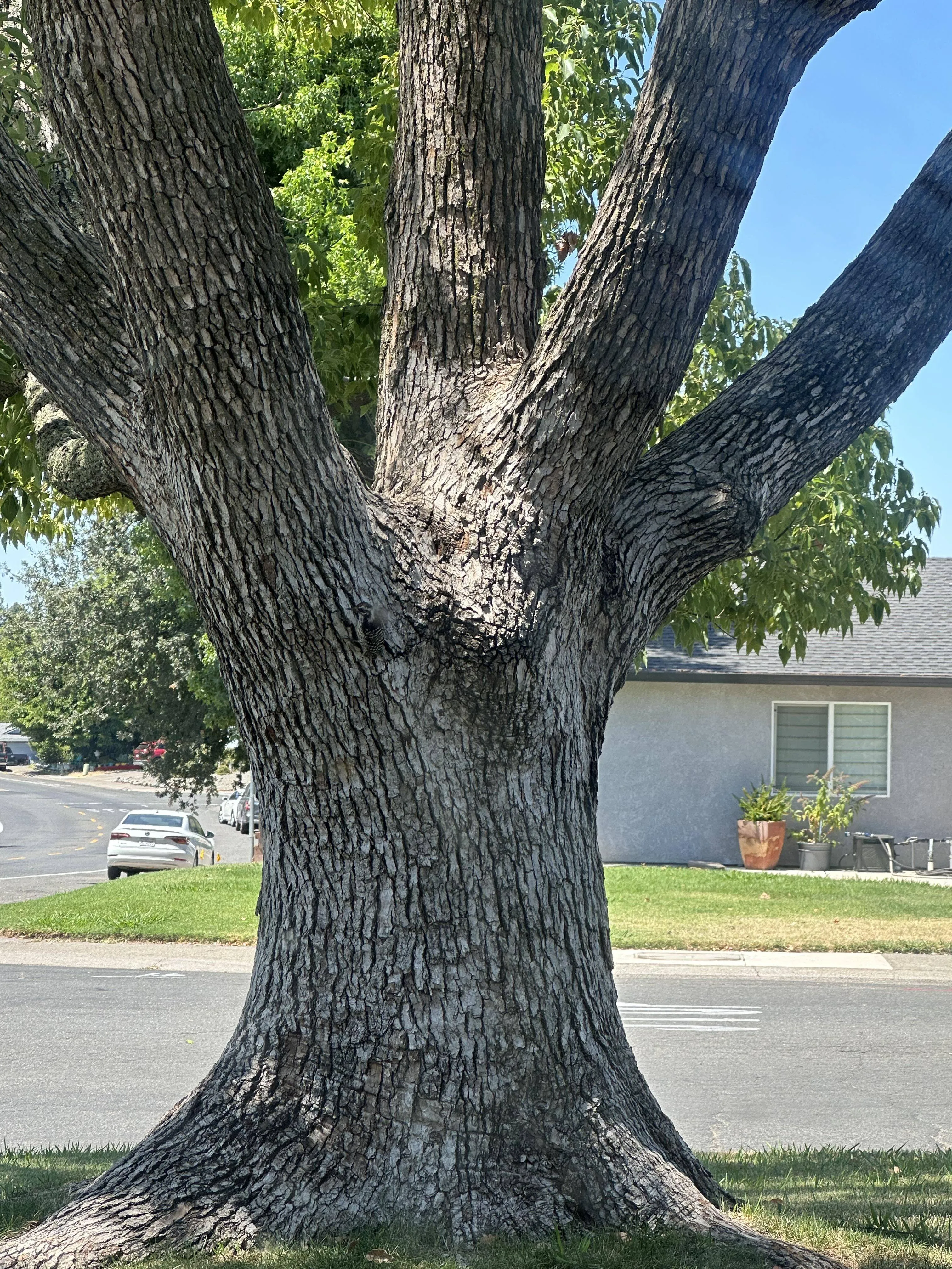 Find Woodpecker 2