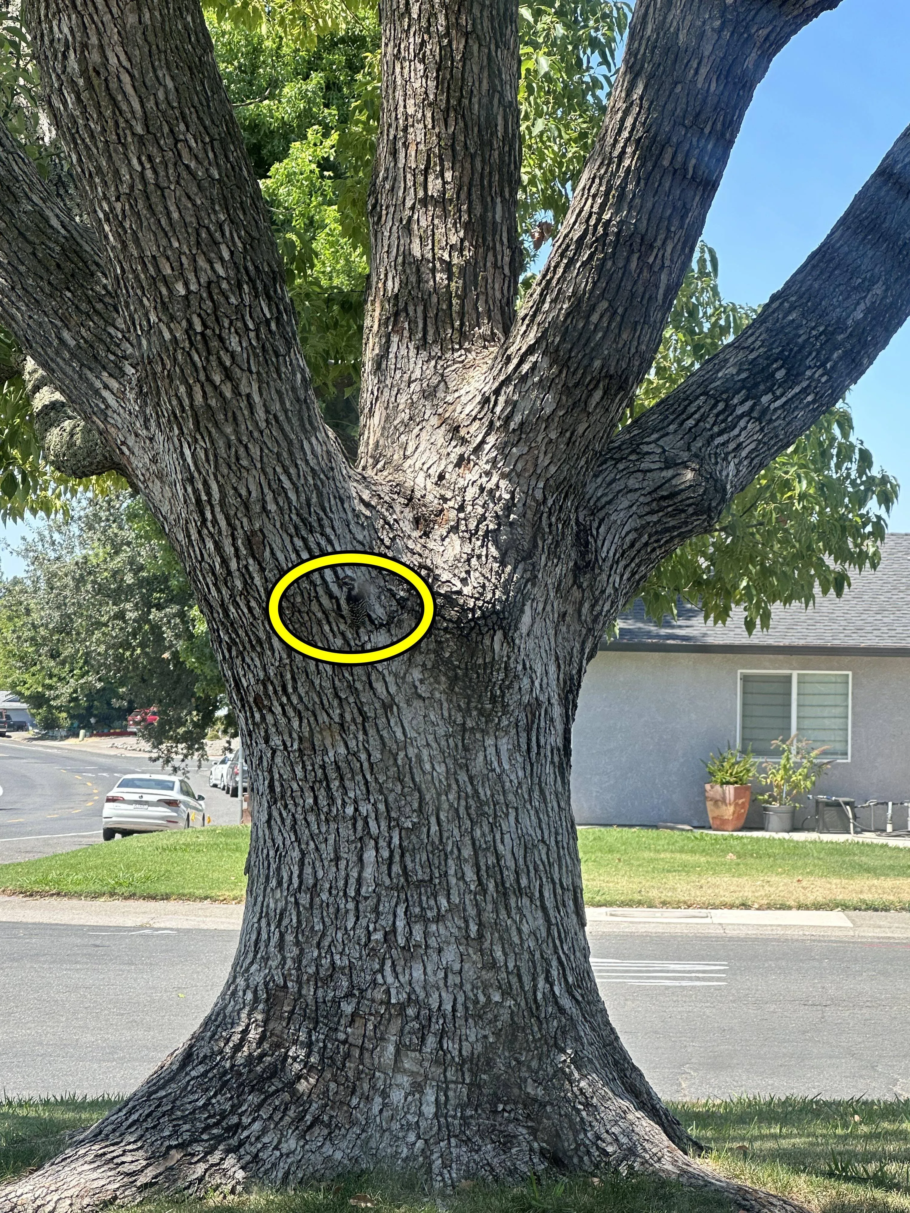 Find Woodpecker 3