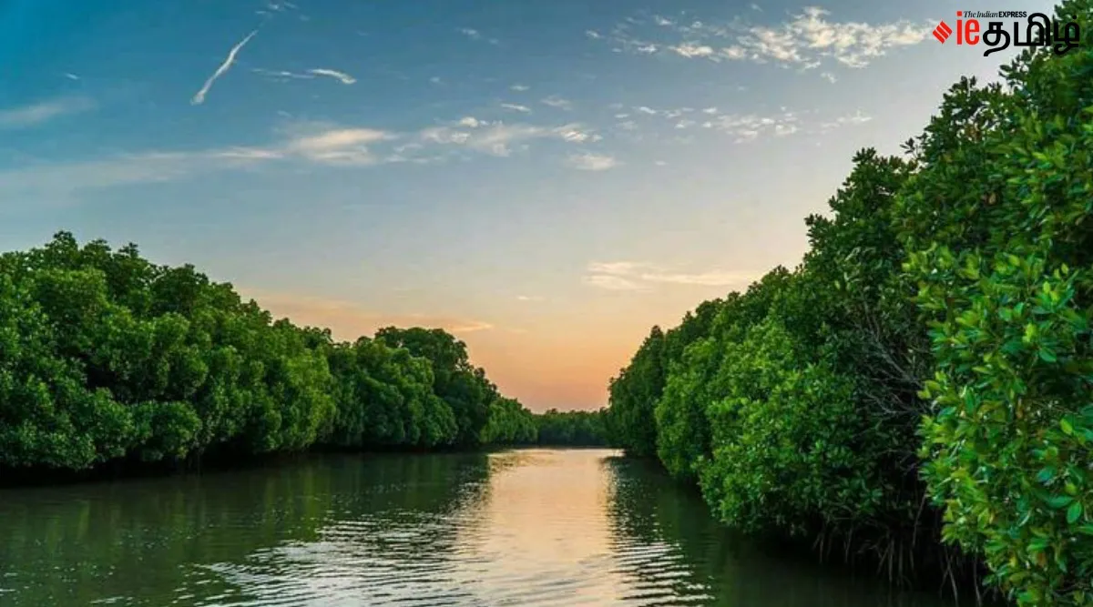 Pichavaram  2