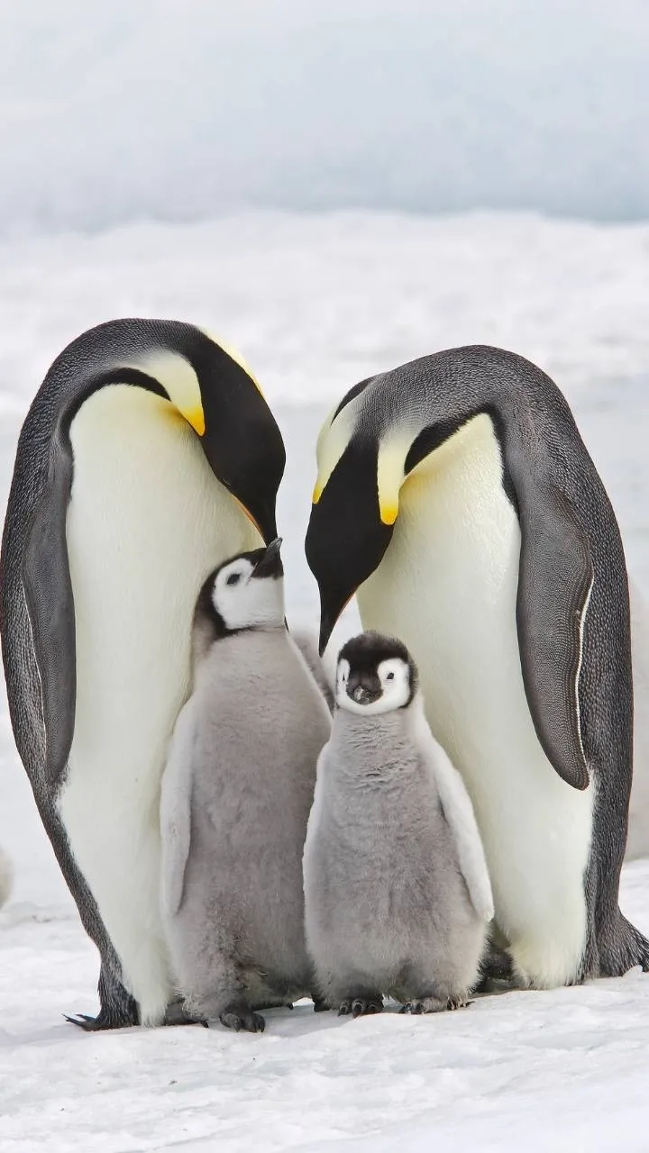 Emperor Penguins survival