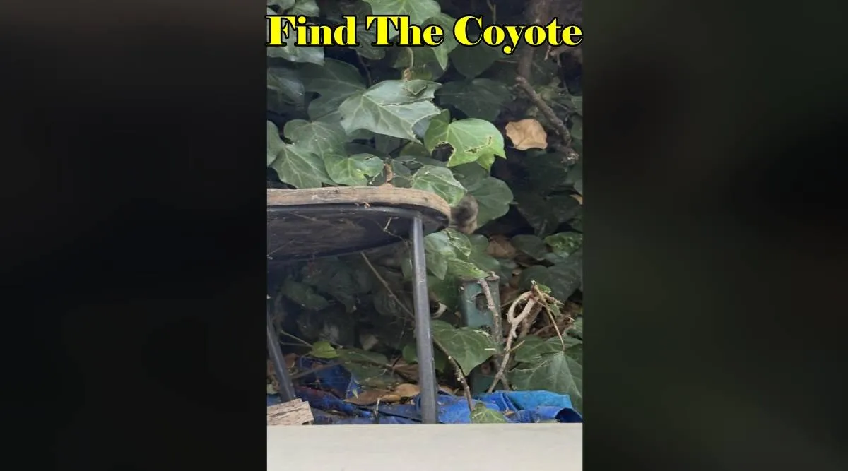 Find Coyote 1