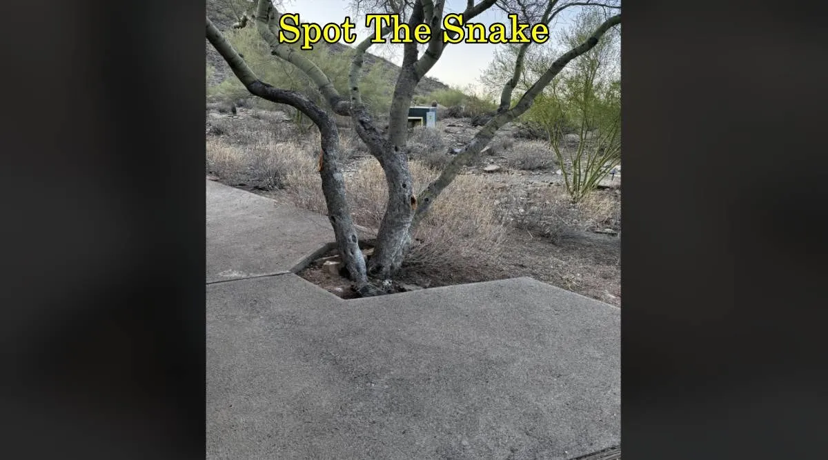 Spot tree snake 1