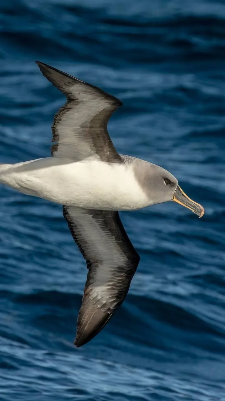 Grey headed Albatross