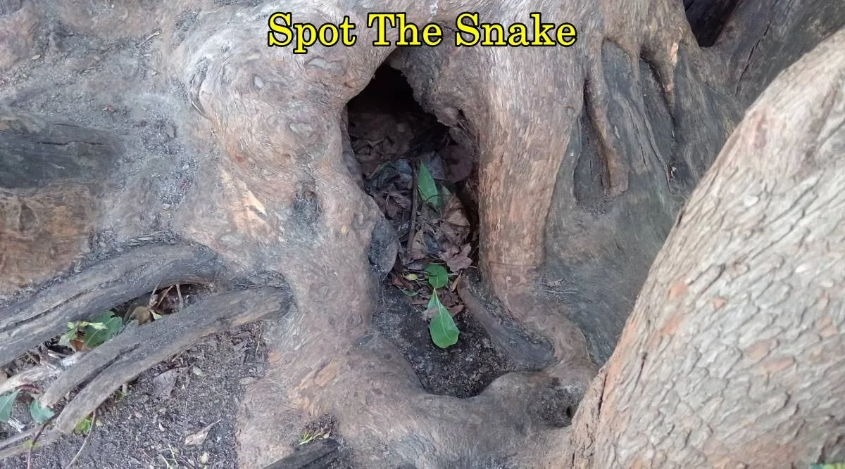 Snake rock 1