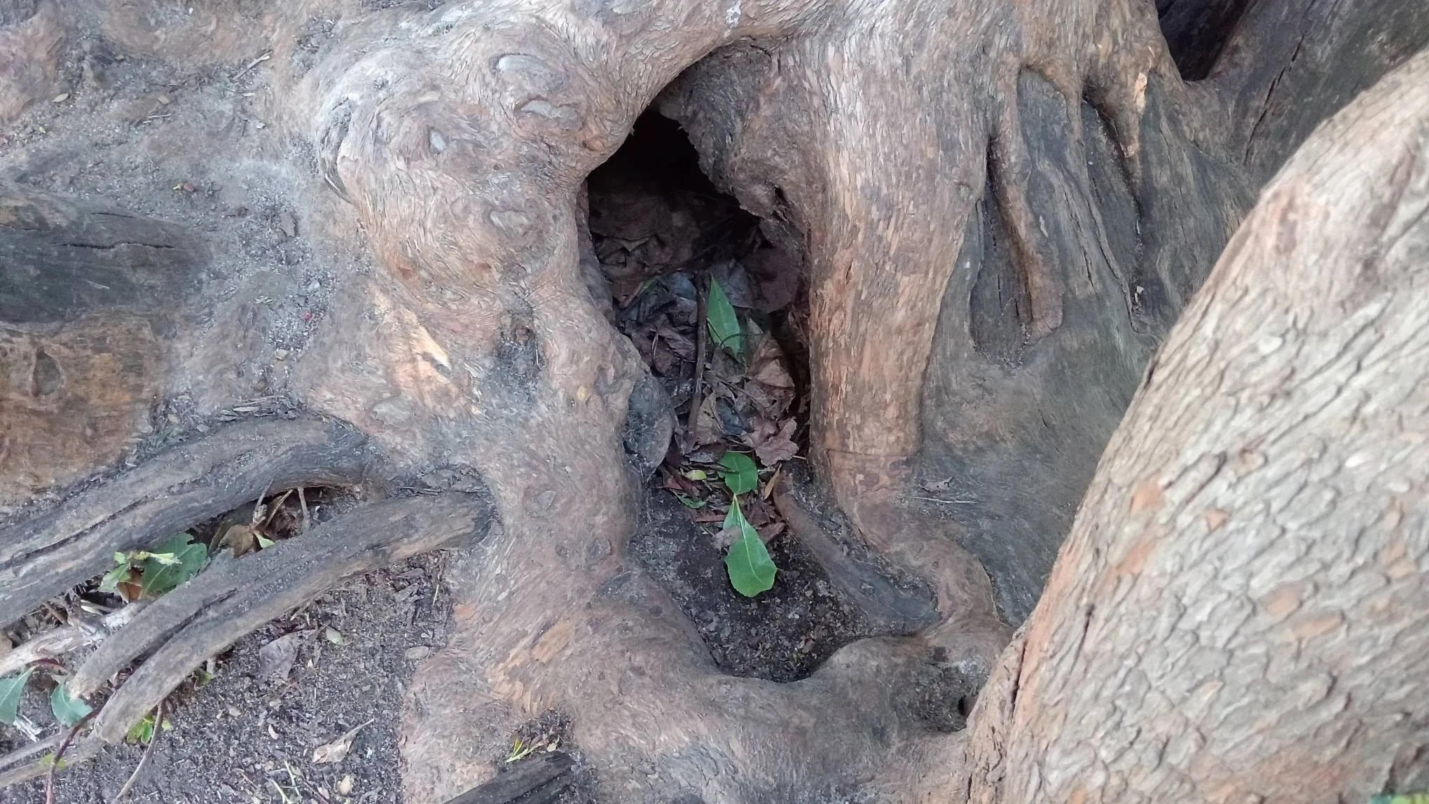 Snake rock 2