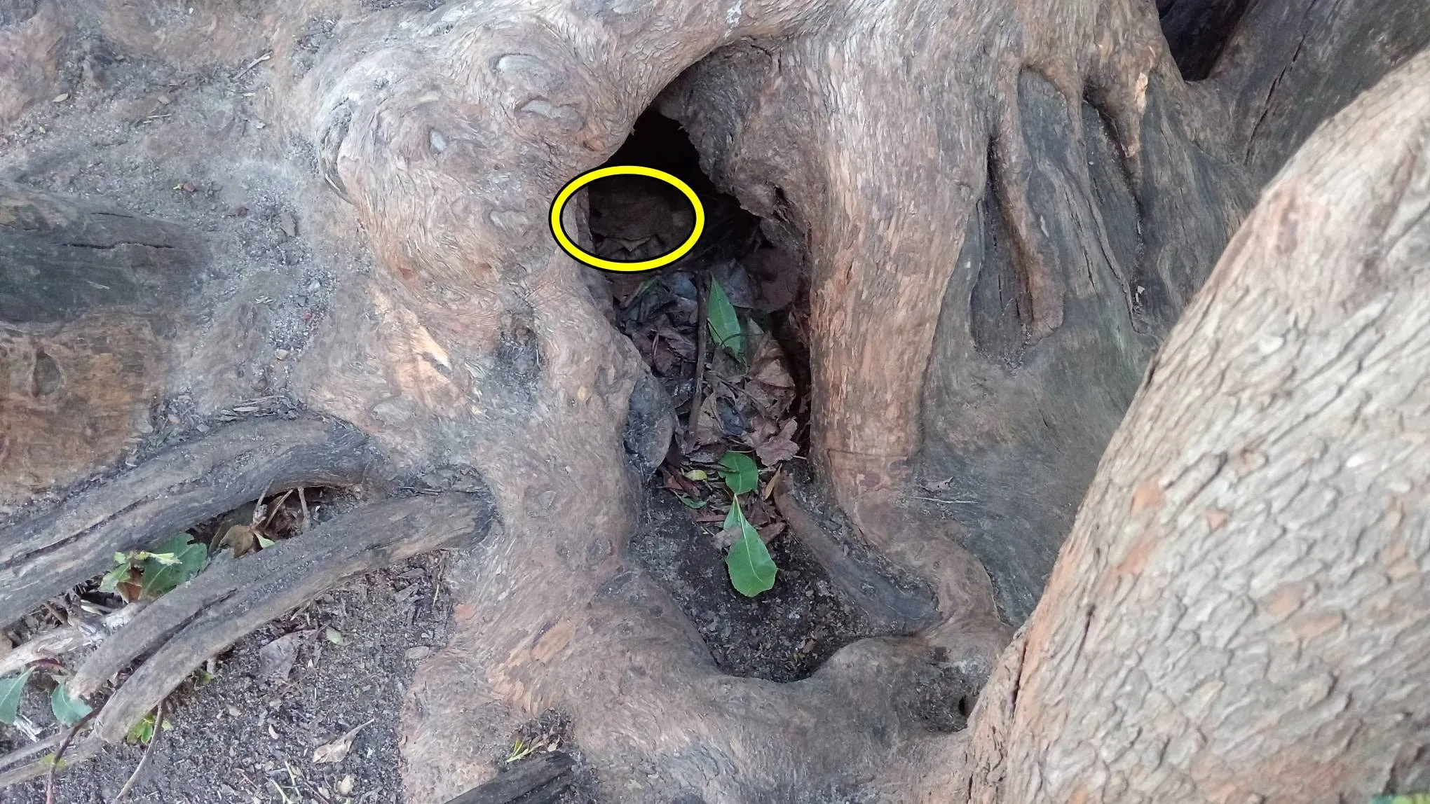 Snake rock 3