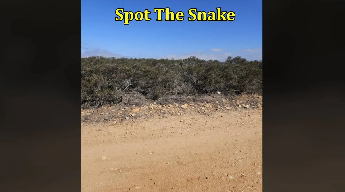Snake road 1