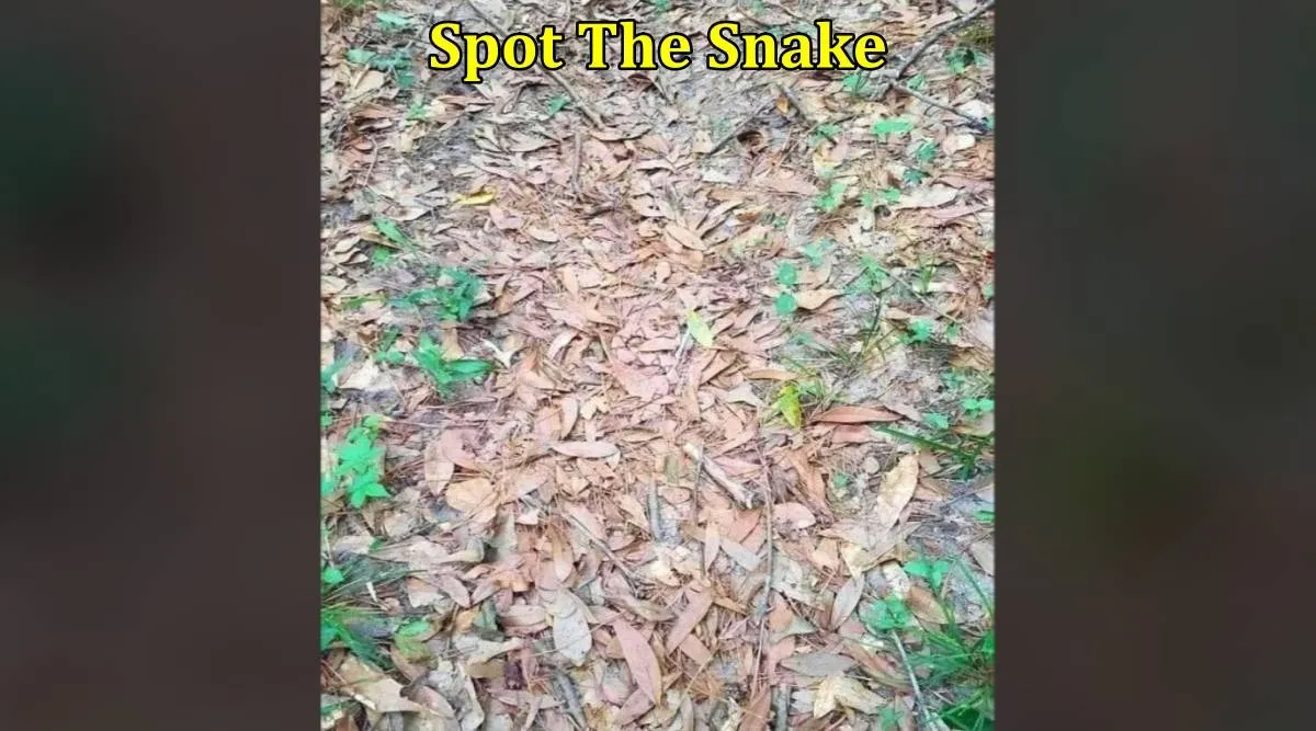 Snake in dryed leaves 1
