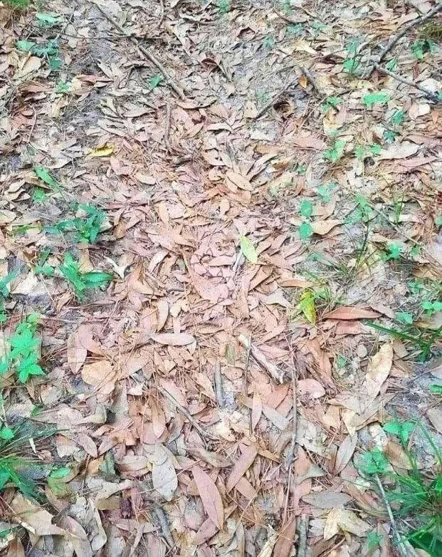 Snake in dryed leaves 2