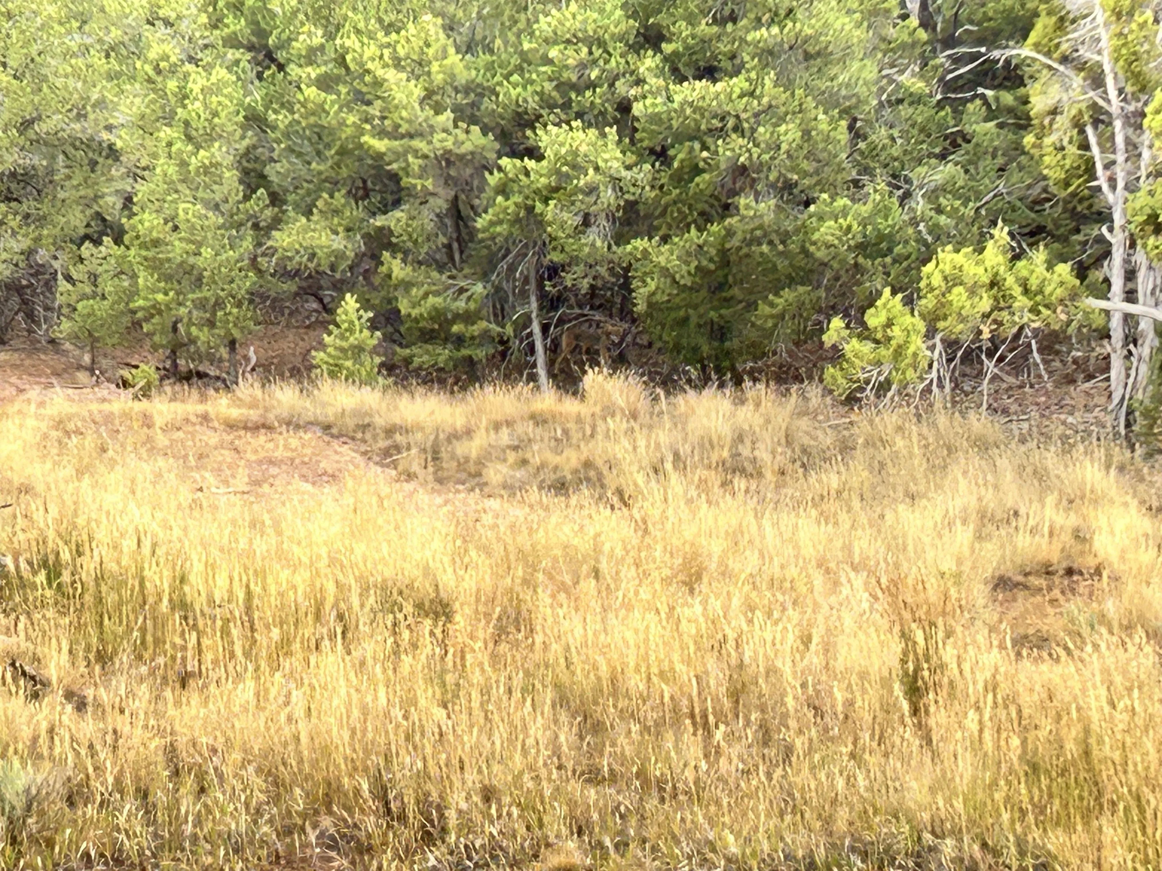 Find  The Coyote 2