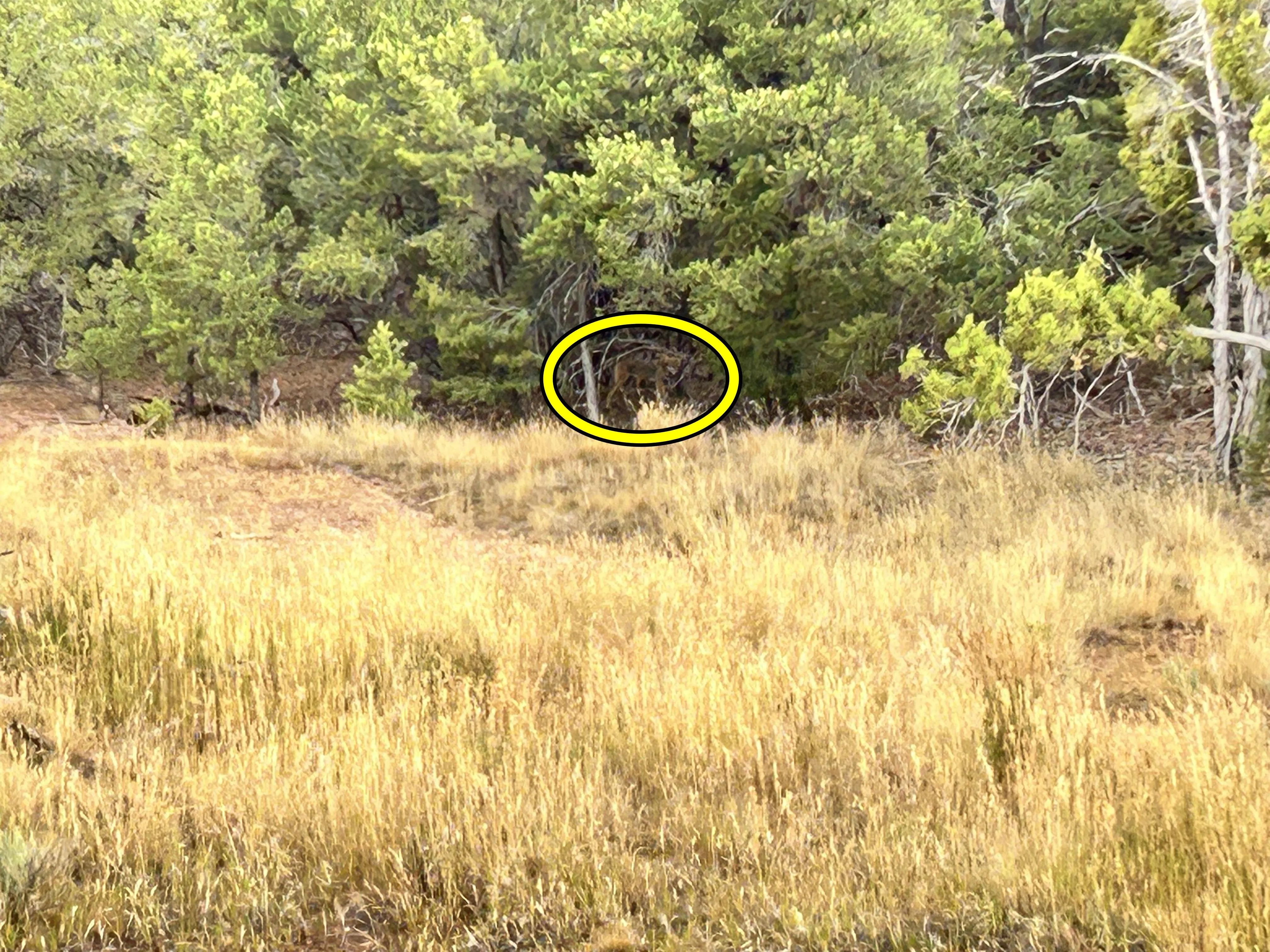 Find  The Coyote 3