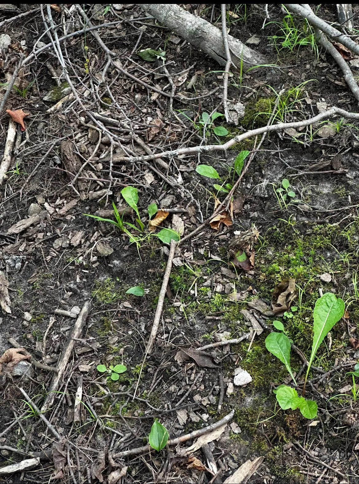 Snake mud 2