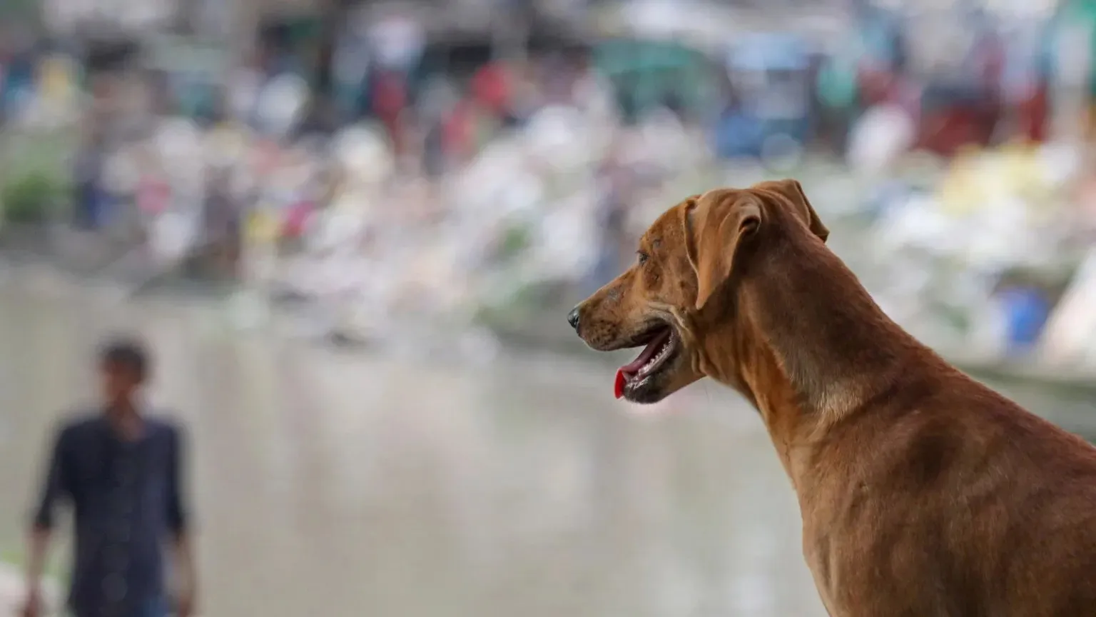 Stray dog adoption 1