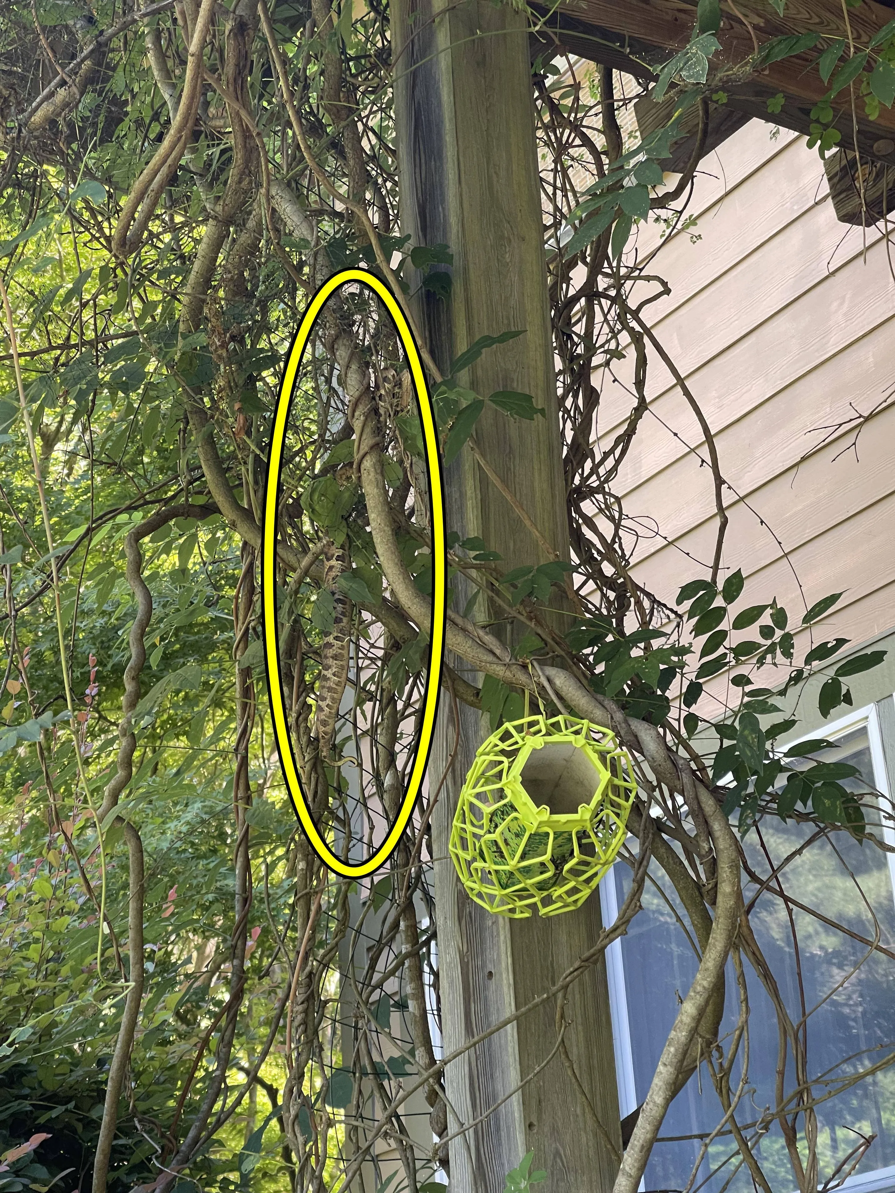 Snake find 3