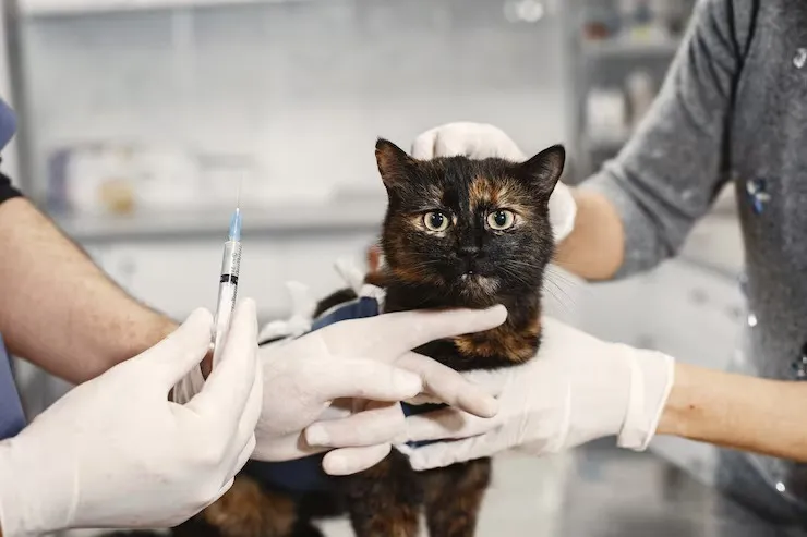 Cat bite fever 1