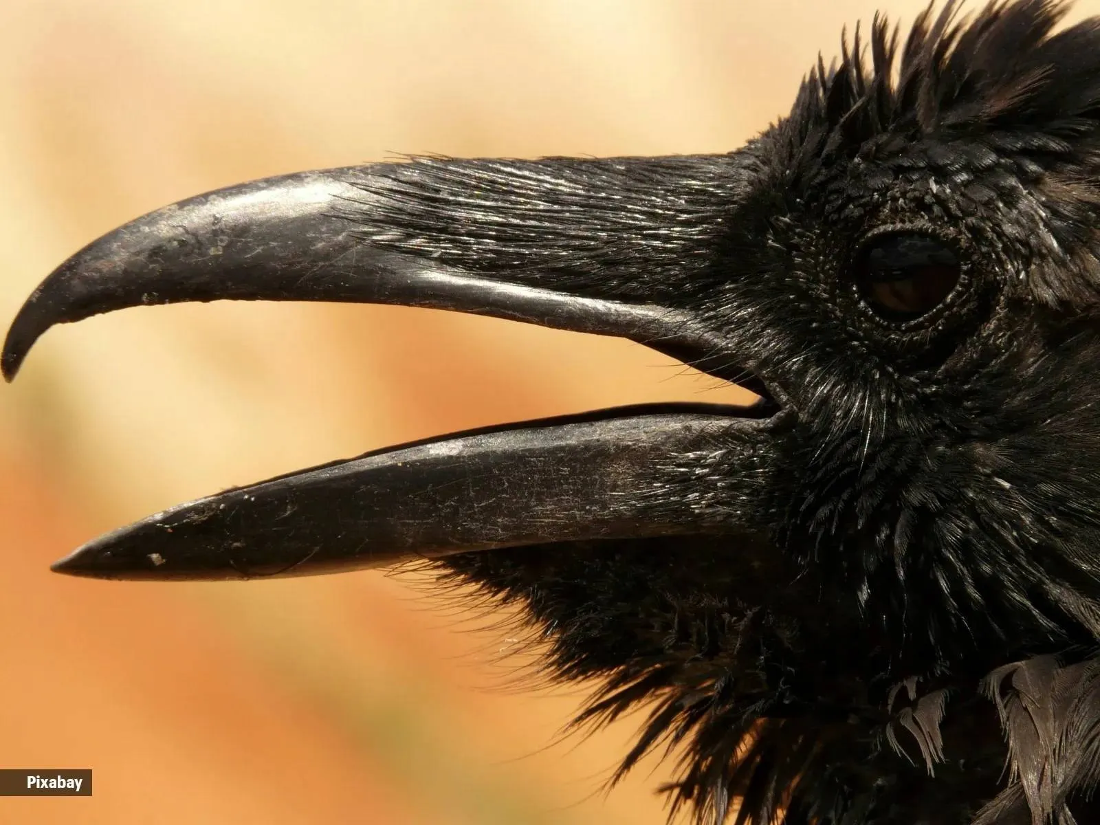 crow 3