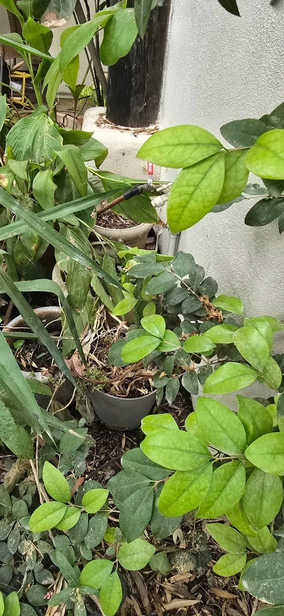 snake in plant 2