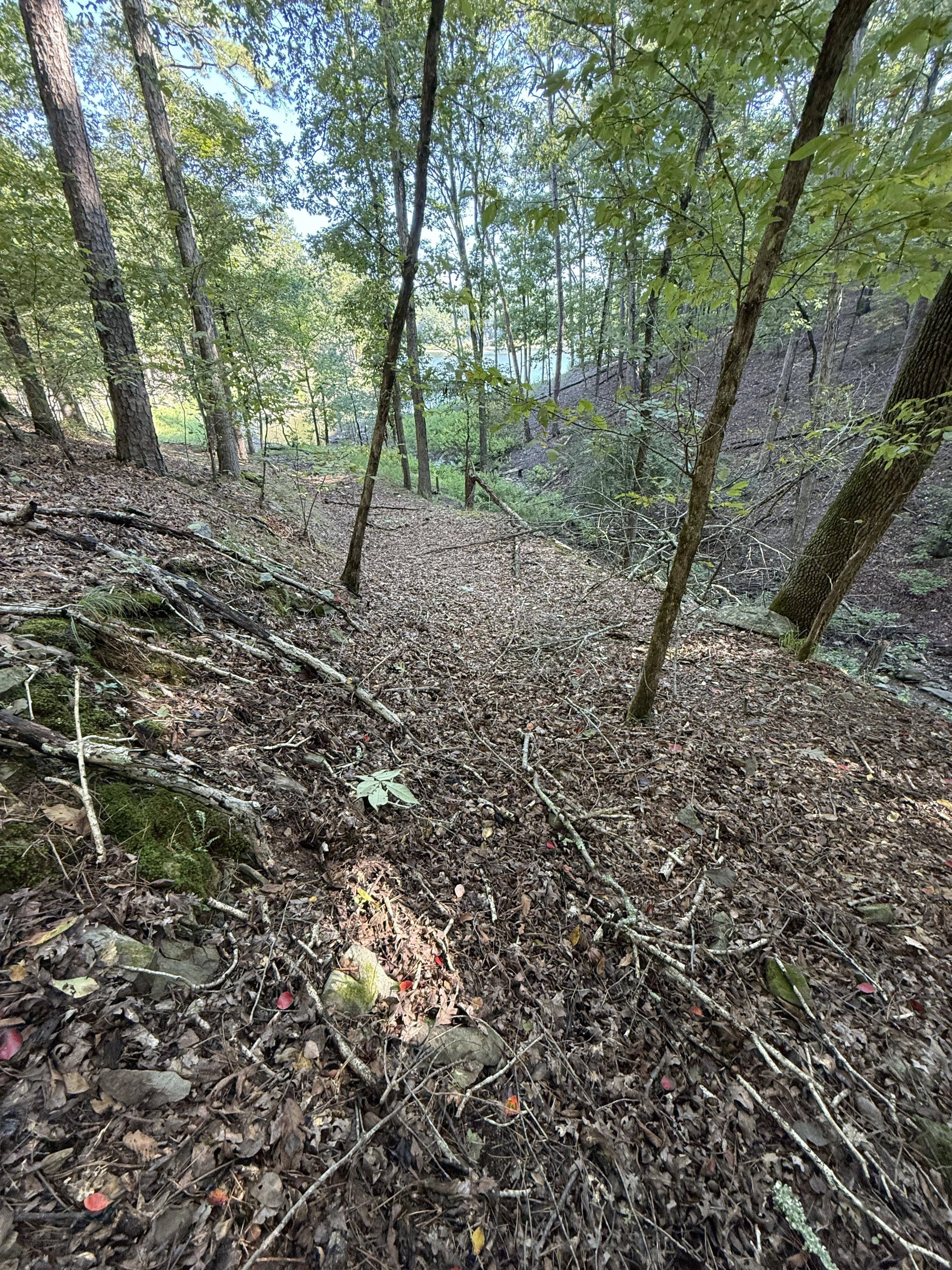 Snake forest 2