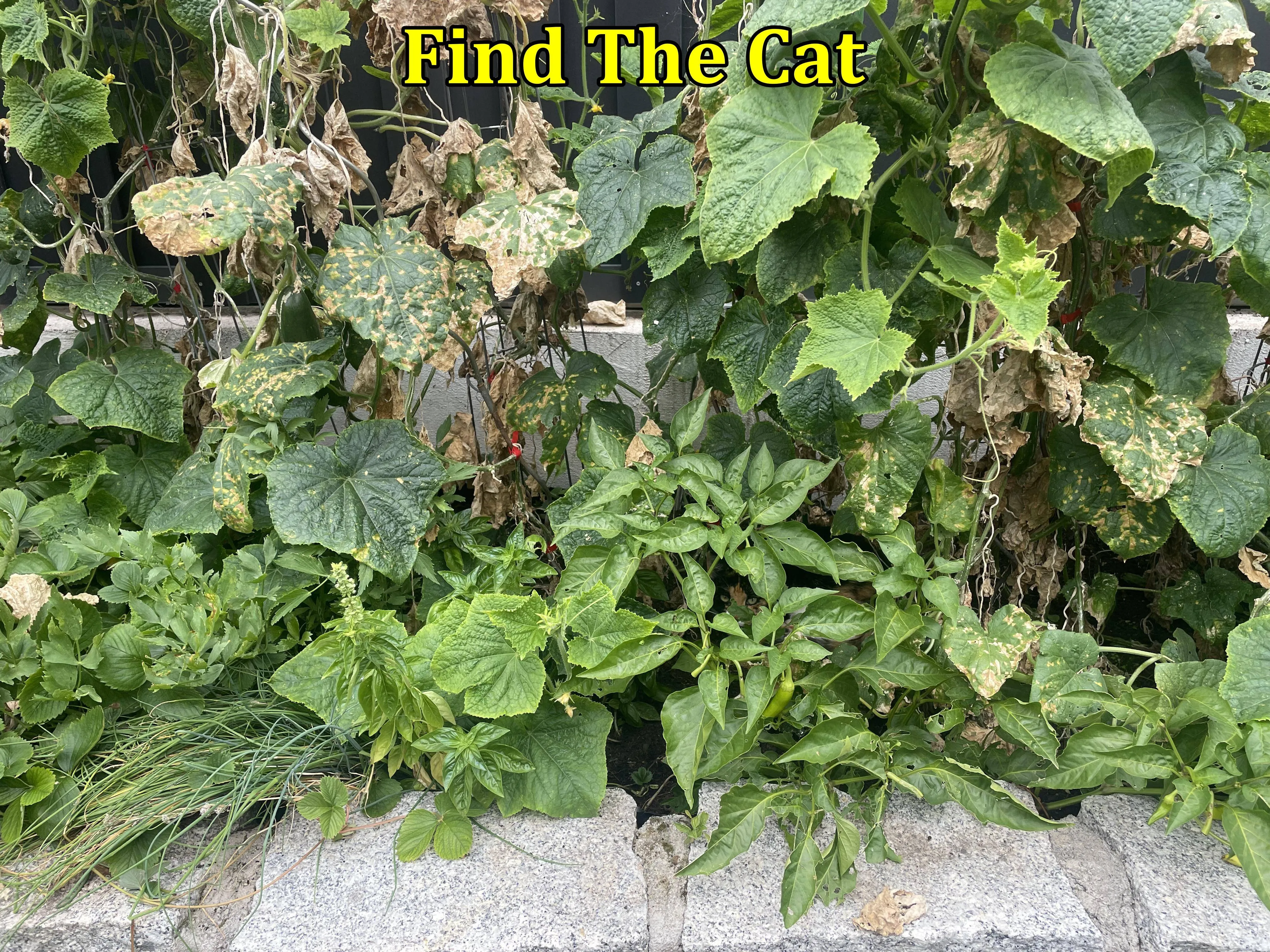 Cat 2