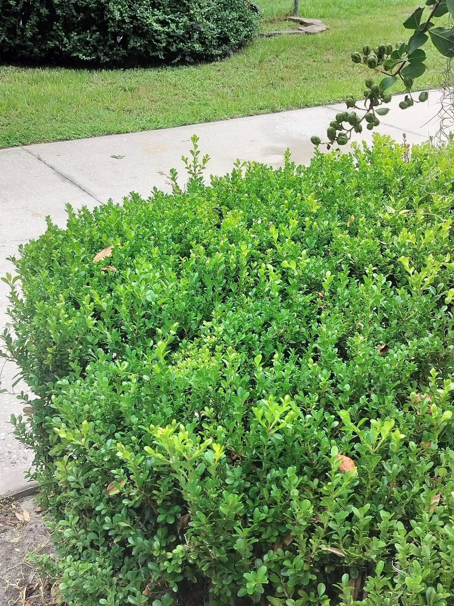 Snake bush 2