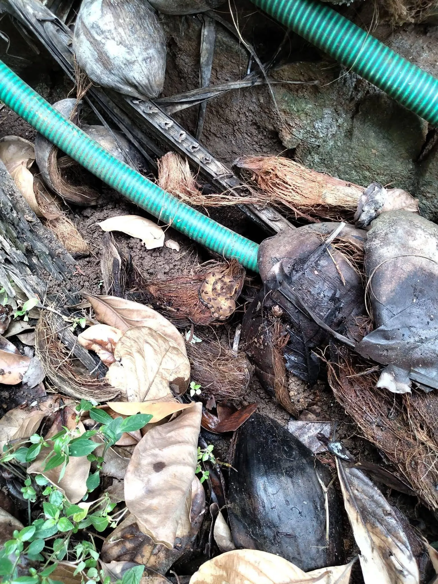 Snake in well 2