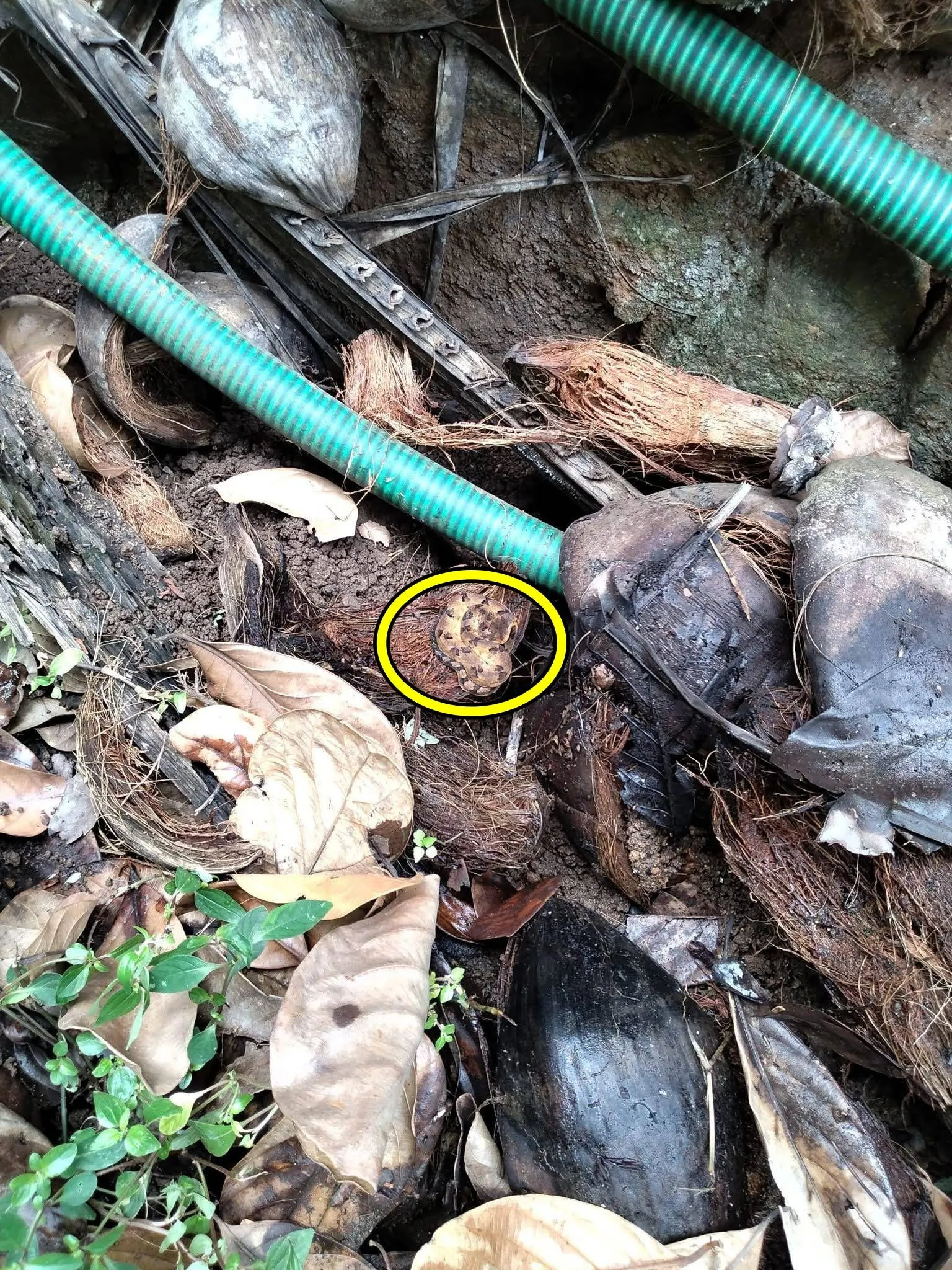 Snake in well 3