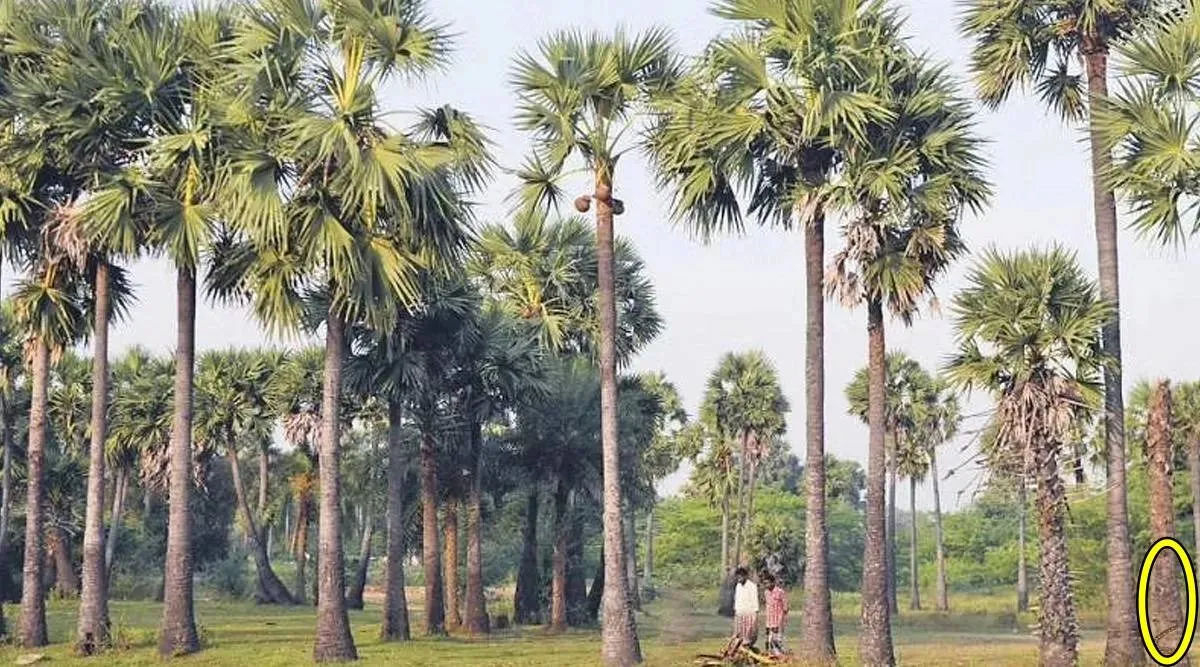 Snake palm 3