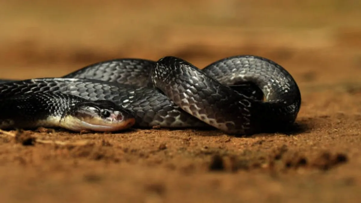snake