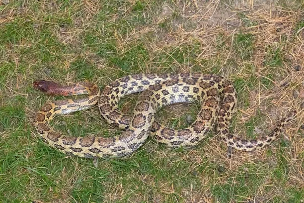 snake