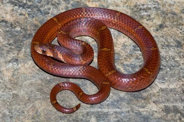 snake