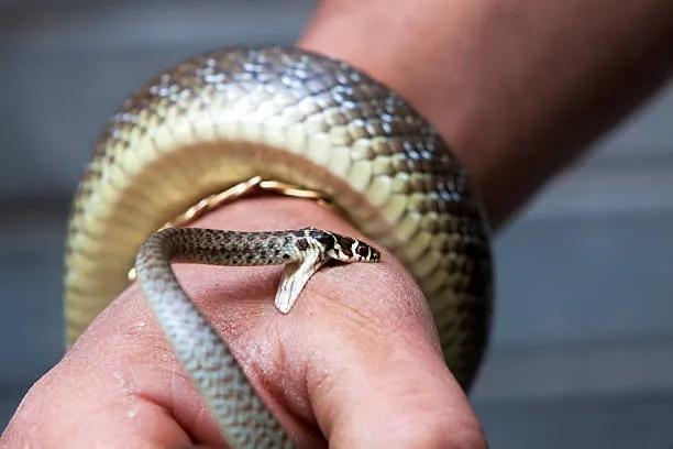 snake