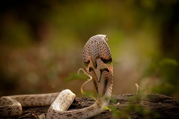 snake