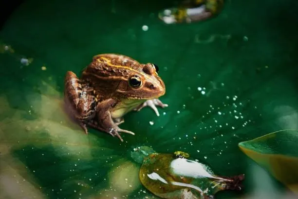 istockphoto-1268152667-612x612