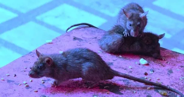 rat