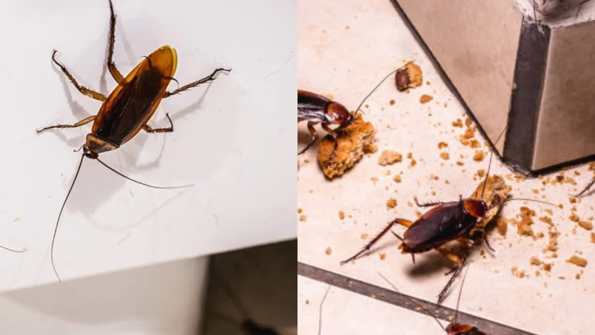 cockroach