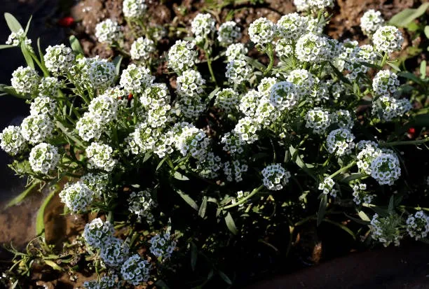 Lobularia maritima