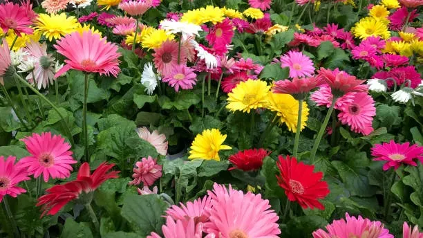 African Daisy