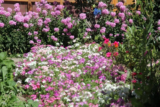 Clarkia