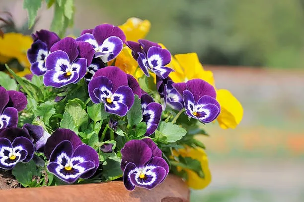 Pansy