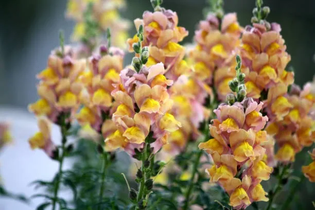 Snapdragon