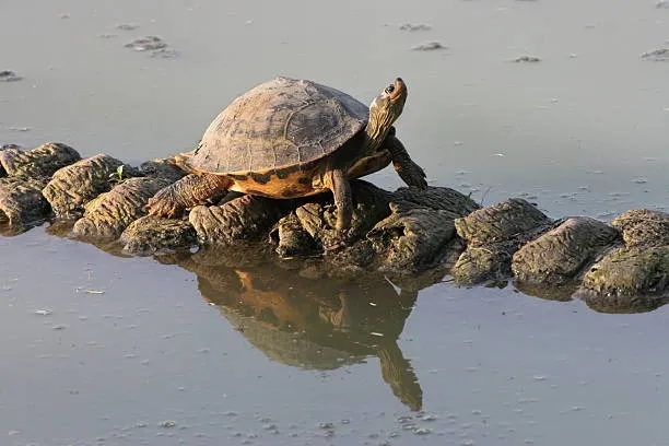 turtle