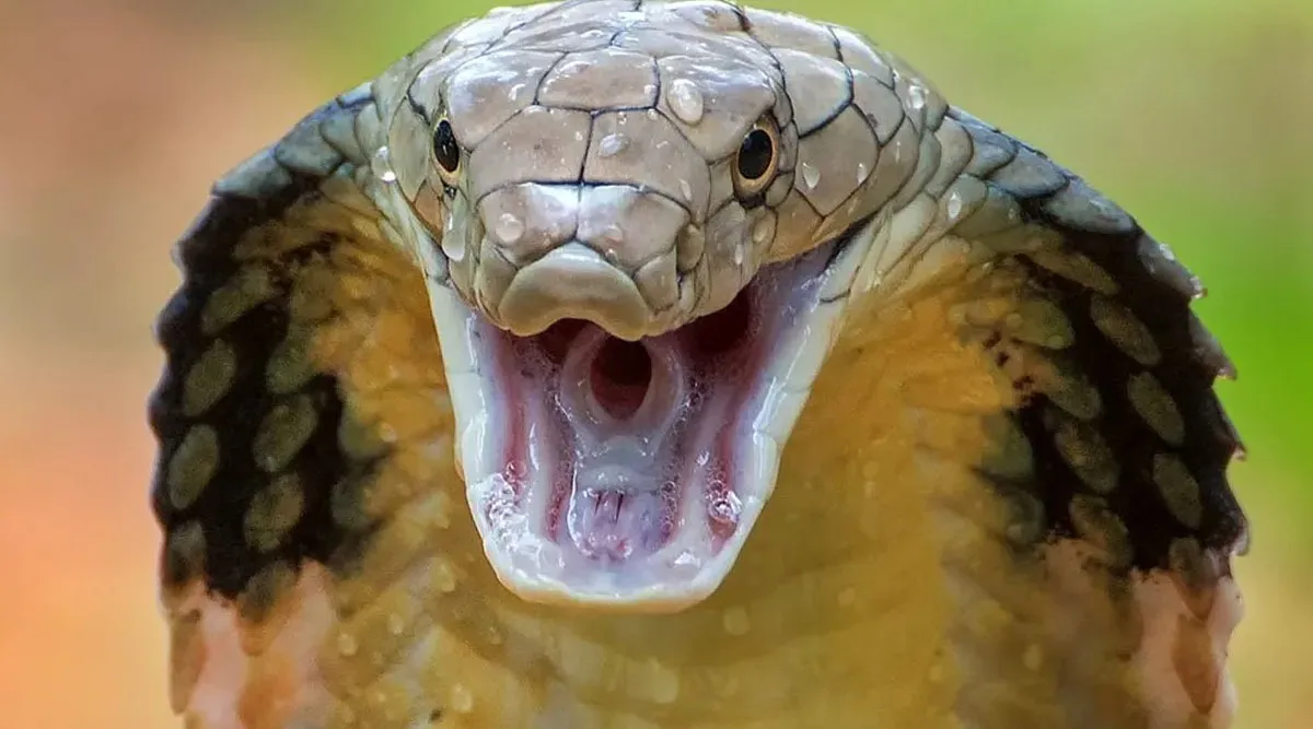 snake