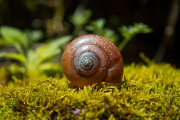 istockphoto-1276547719-612x612