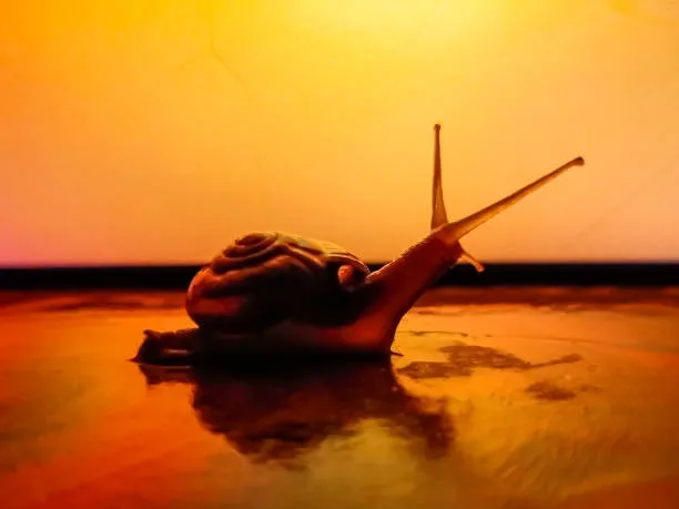 snail