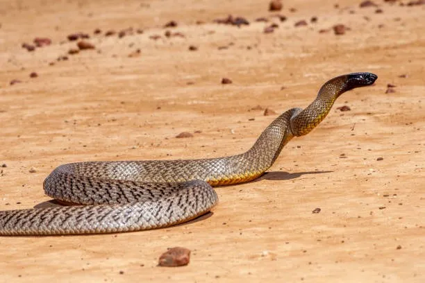 inland taipan